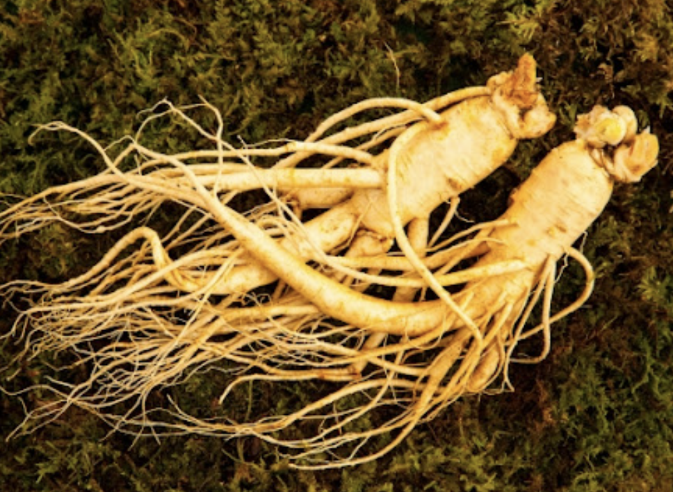 Comparison chart of Korean ginseng, red ginseng, and American ginseng showing differences in benefits, ginsenosides, and effects on fatigue and immunity