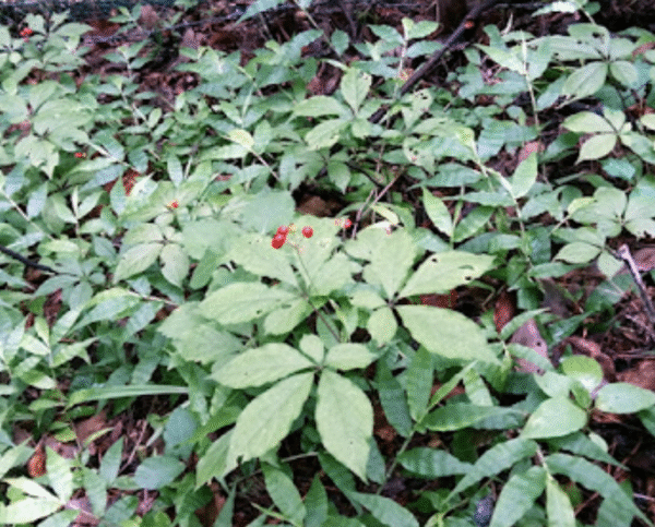 Authentic wild Korean ginseng root with natural forest background