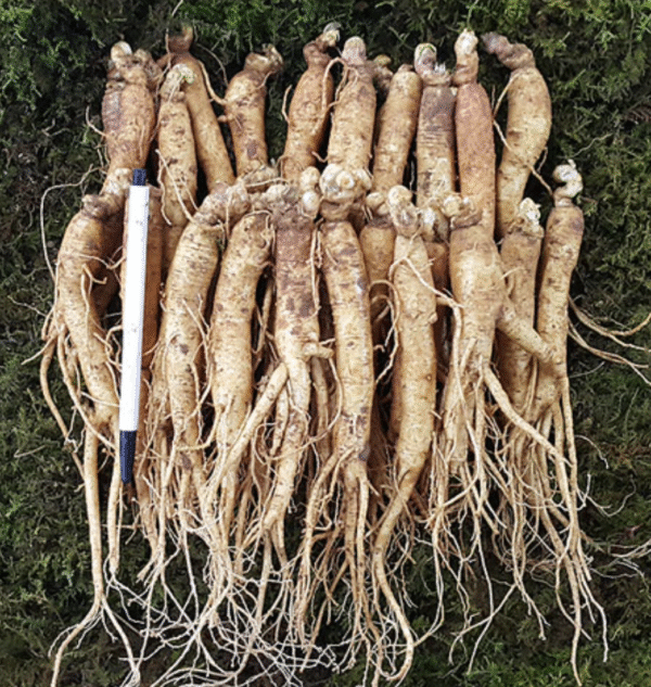 Korean ginseng and vitamin C-rich fruits aiding in fat loss