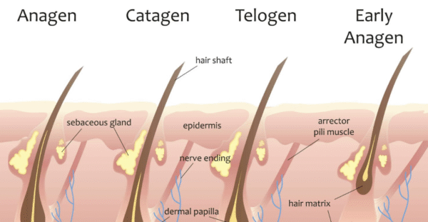 Red ginseng roots and scalp showing hair growth stimulation