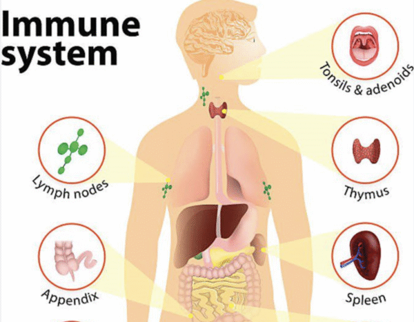 Korean ginseng root and supplement capsules boosting immunity