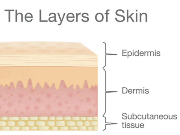 Diagram showing how ginseng extract protects skin from oxidative stress and inflammation