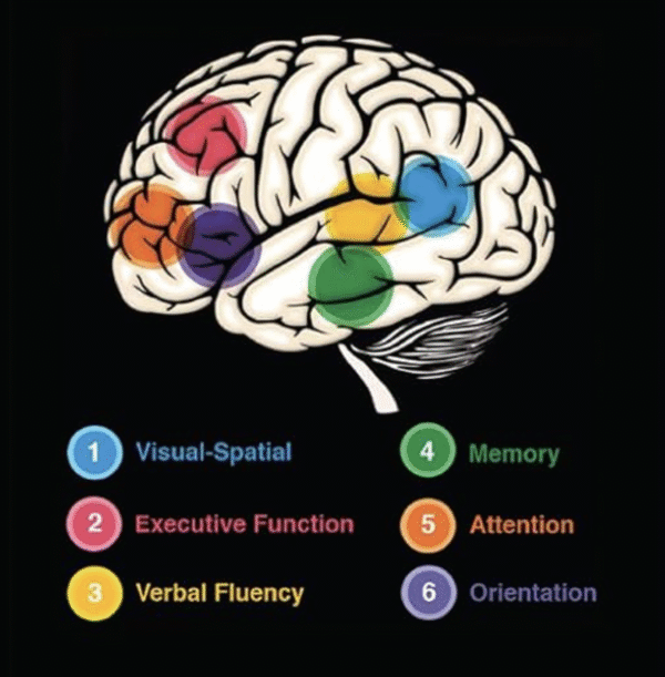 ginseng root beside brain icons highlighting memory improvement 