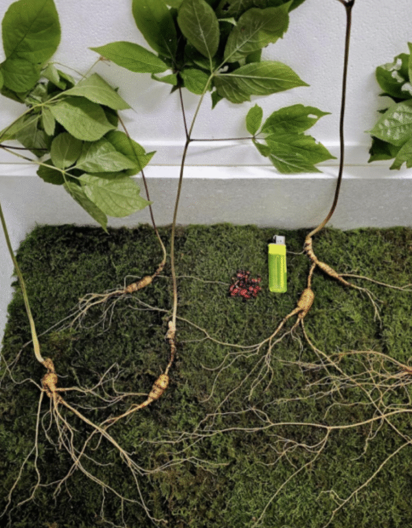 Korean wild ginseng root and forager in mountain forest 