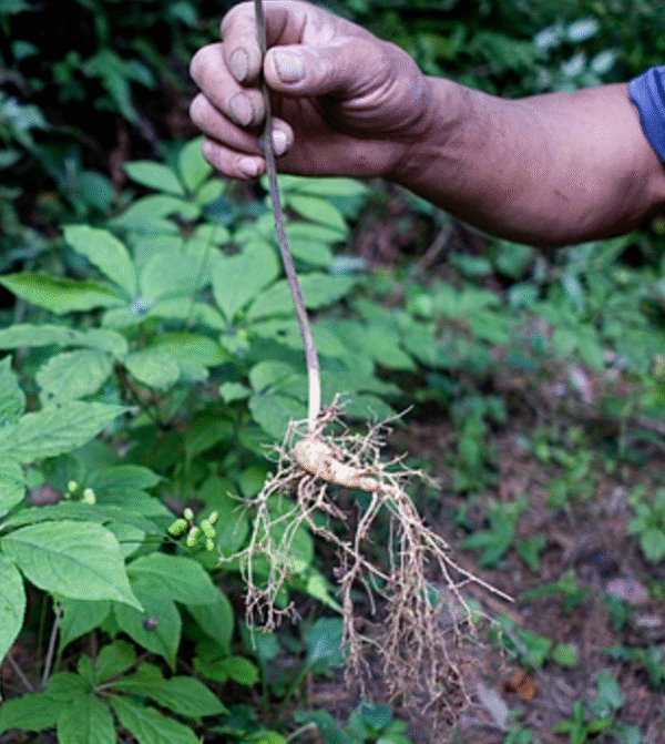 detailed comparison of wild and cultivated ginseng roots and ginsenoside content