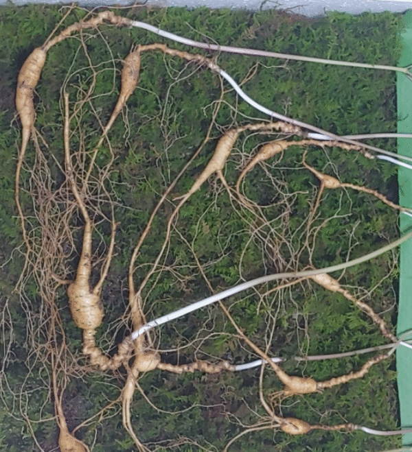 illustration of wild ginseng in a mystical Korean mountain with glowing root and traditional elements 