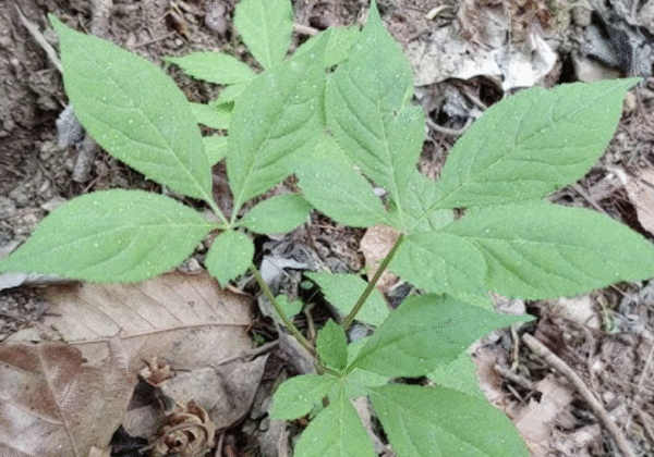 Wild ginseng root with molecular symbols for anti-aging and antioxidants 
