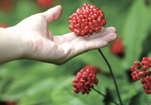 Ginseng berry extract in health supplement packaging 
