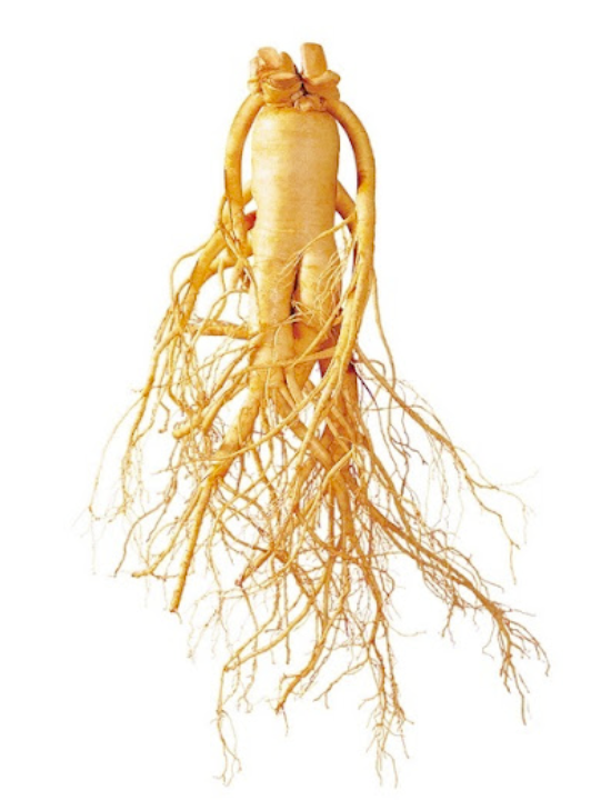 Powerful healing herb Korean ginseng to naturally boost immune system and restore energy