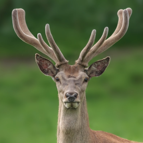 Ginseng with Deer Velvet Antler