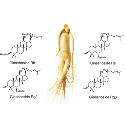 High Ginsenoside