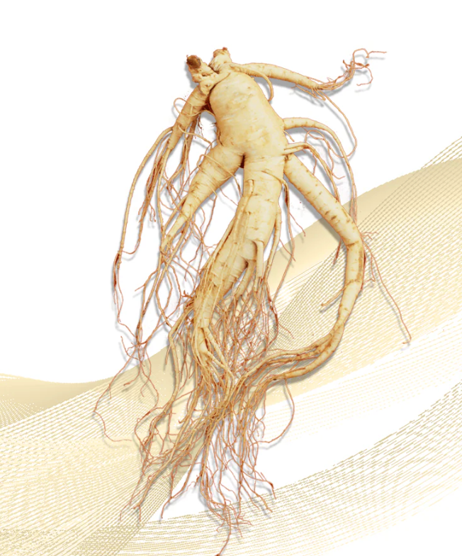 Traditional ginseng root illustration on earthy background
