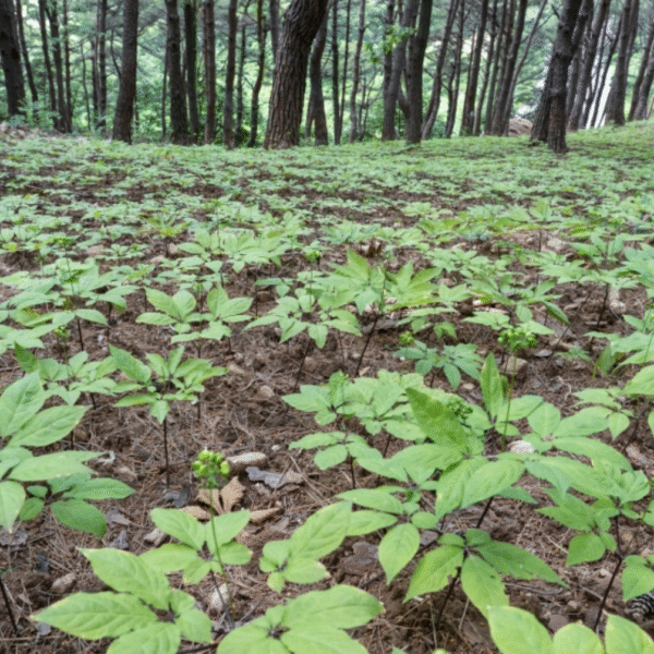 [5+2] BaekHyoSam Wild Ginseng Extract (20 mL × 30 bottles) (Honored with a Presidential Commendation) - Image 2