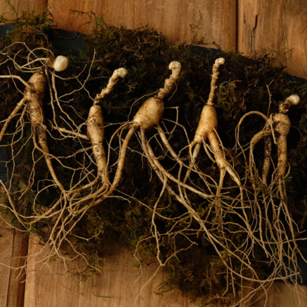 [5+2] BaekHyoSam Wild Ginseng Extract (20 mL × 30 bottles) (Honored with a Presidential Commendation) - Image 7