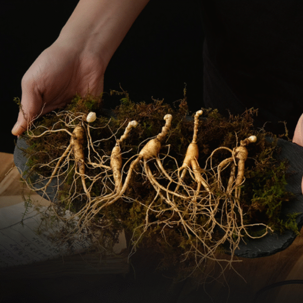 [5+2] BaekHyoSam Wild Ginseng Extract (20 mL × 30 bottles) (Honored with a Presidential Commendation) - Image 12