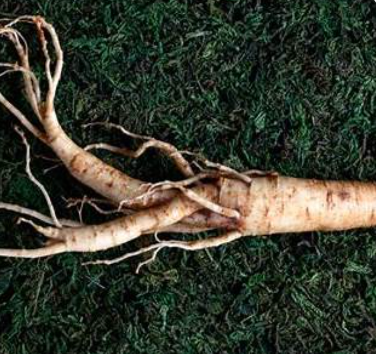 Korean ginseng root and berry extract highlighting latest clinical benefits in 2025