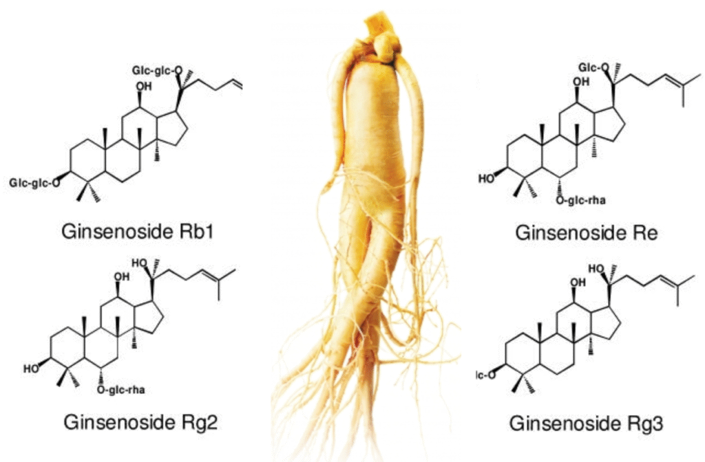 seoulginseng-what-is-ginsenoside-korean-red-ginseng-hero What is ginsenoside? Korean Red Ginseng roots and powder shown for an educational hero image