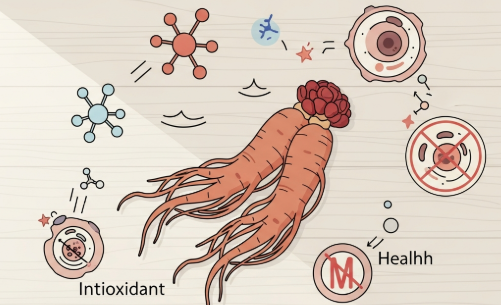 Korean red ginseng roots showing anti-inflammatory and antioxidant benefits