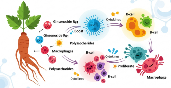 Scientific illustration of Korean red ginseng boosting immune cell activity