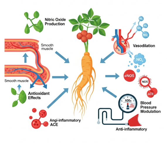 korean ginseng and hypertension research