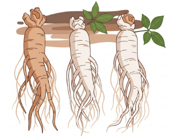 Korean ginseng roots illustrating potential support for male sexual health and vitality.