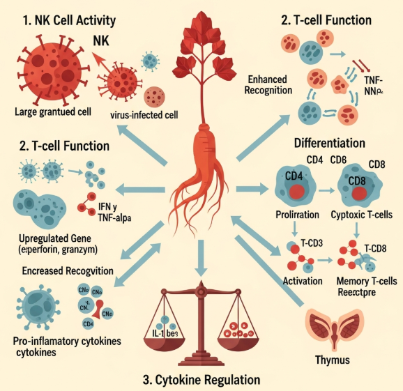 Diagram of immune system benefits of Korean red ginseng including NK cells and cytokine modulation