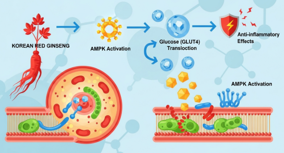 Diagram of Korean red ginseng supporting insulin sensitivity and glucose metabolism