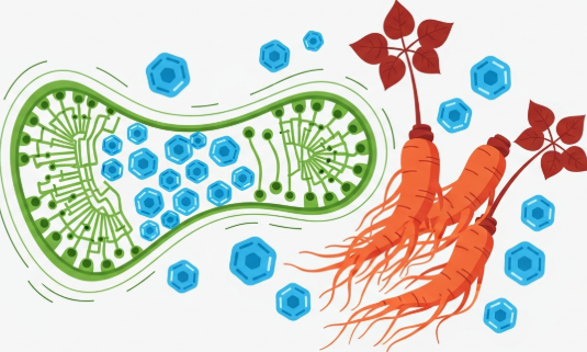 Korean Red Ginseng roots with insulin receptor and glucose cell uptake illustration
