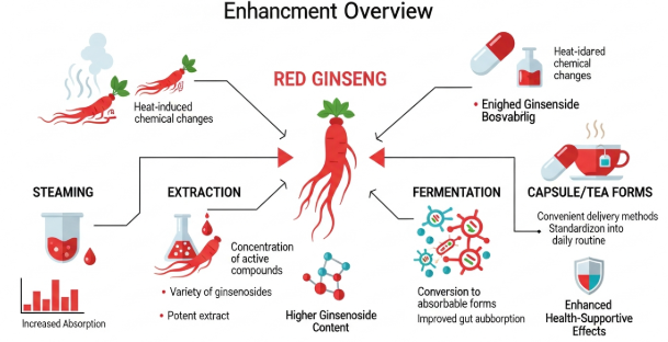 Different processed forms of red ginseng including extract, capsules, tea, and fermented forms