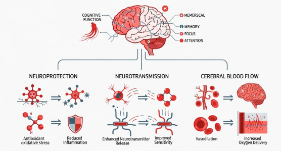 Red ginseng supporting memory, focus, and mental performance
