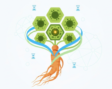 Korean ginseng supporting cellular longevity and healthy aging