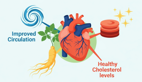 Ginseng root supporting cardiovascular and heart health naturally