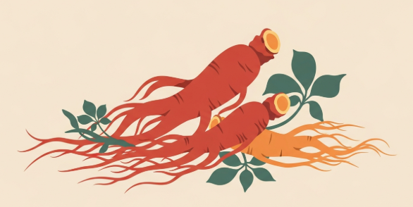 Korean ginseng root supporting women during menopause