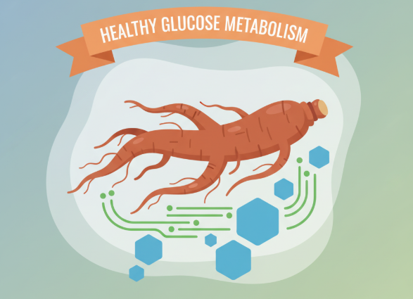 Korean ginseng root supporting healthy glucose metabolism