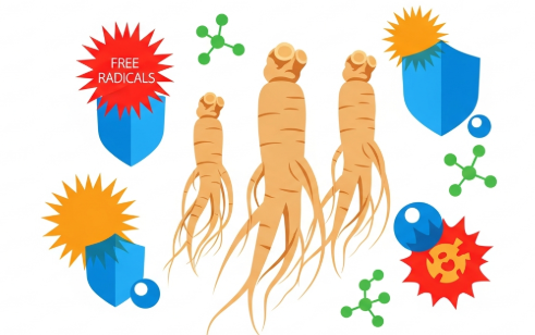 Korean ginseng supporting cellular health and antioxidant defense