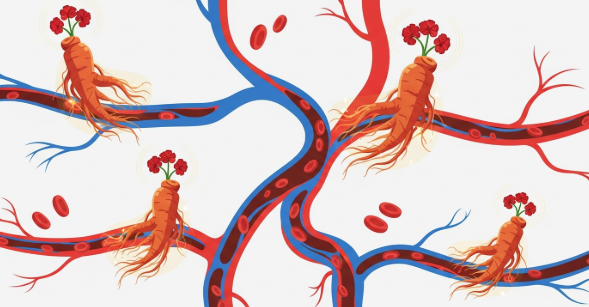 Korean ginseng supporting healthy blood vessels and circulation