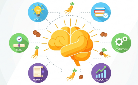 Ginseng benefits for mental clarity and focus