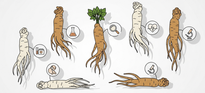 scientifically researched benefits of Korean ginseng
