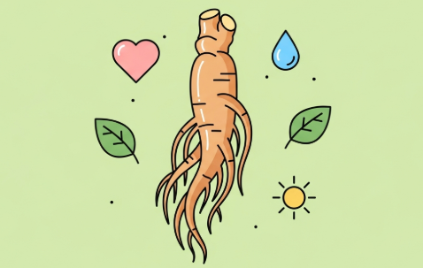 Korean ginseng for daily health and vitality support