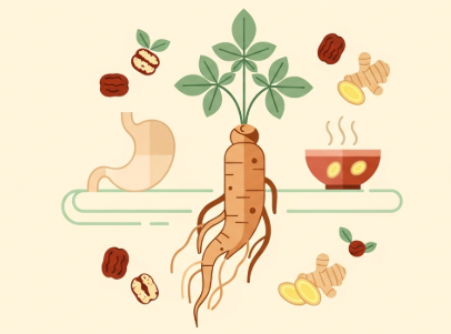 Korean ginseng root supporting healthy digestion naturally