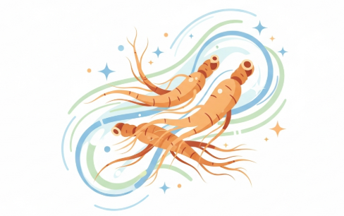 Korean ginseng root supporting healthy blood circulation