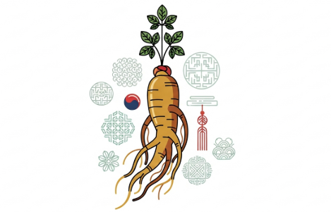 Korean ginseng root supporting immune balance throughout the year