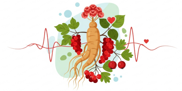 Korean ginseng root for supporting heart health naturally
