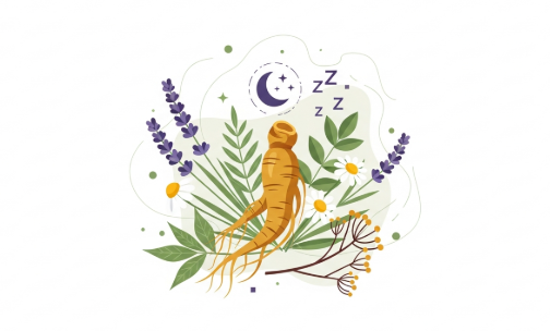 Korean ginseng used for gentle herbal sleep support