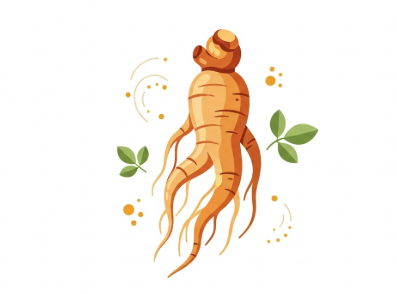 Korean ginseng root for daily health and vitality support