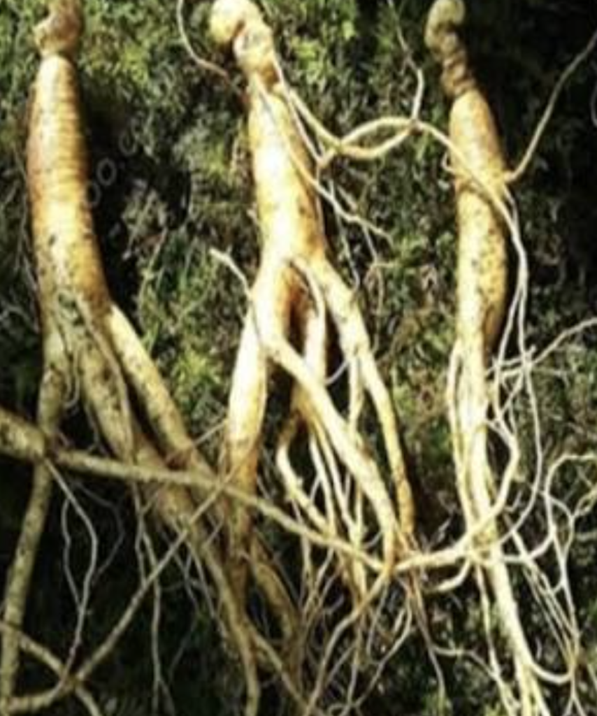 Raw and steam-processed Panax ginseng roots alongside botanical extracts used for energy, prostate health, and metabolic support.