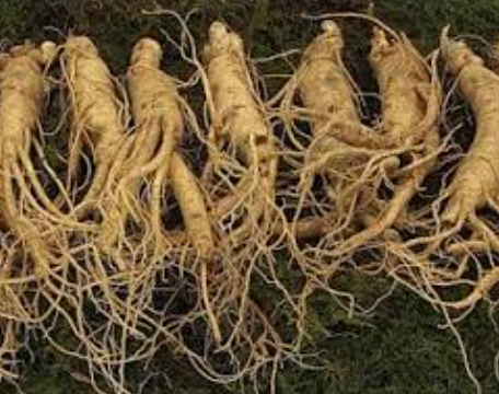 Korean red ginseng roots and ginseng slices representing modern ginseng health research