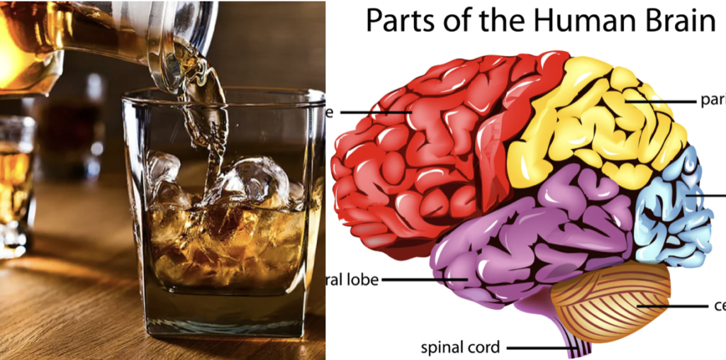 alcohol-effects-on-the-brain How alcohol affects the brain and brain function