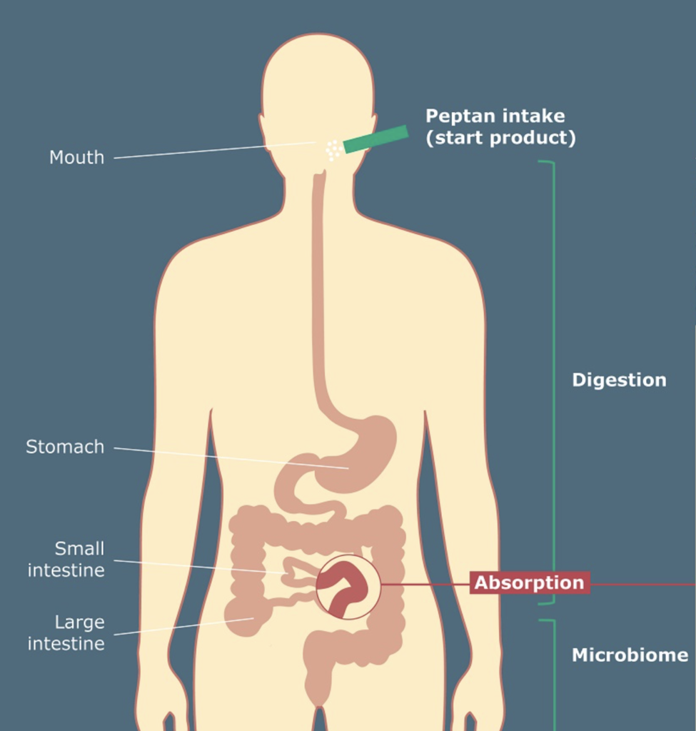 collagen-peptides-digestion-absorption How collagen peptides are digested and absorbed in the body