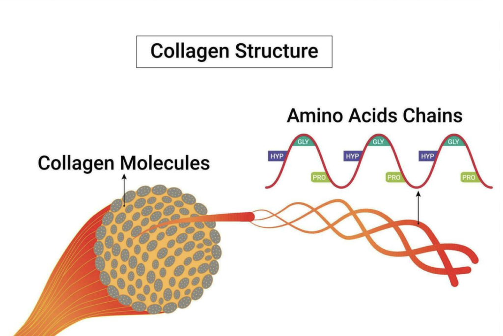 Collagen structure and its role in skin joints bones and connective tissue